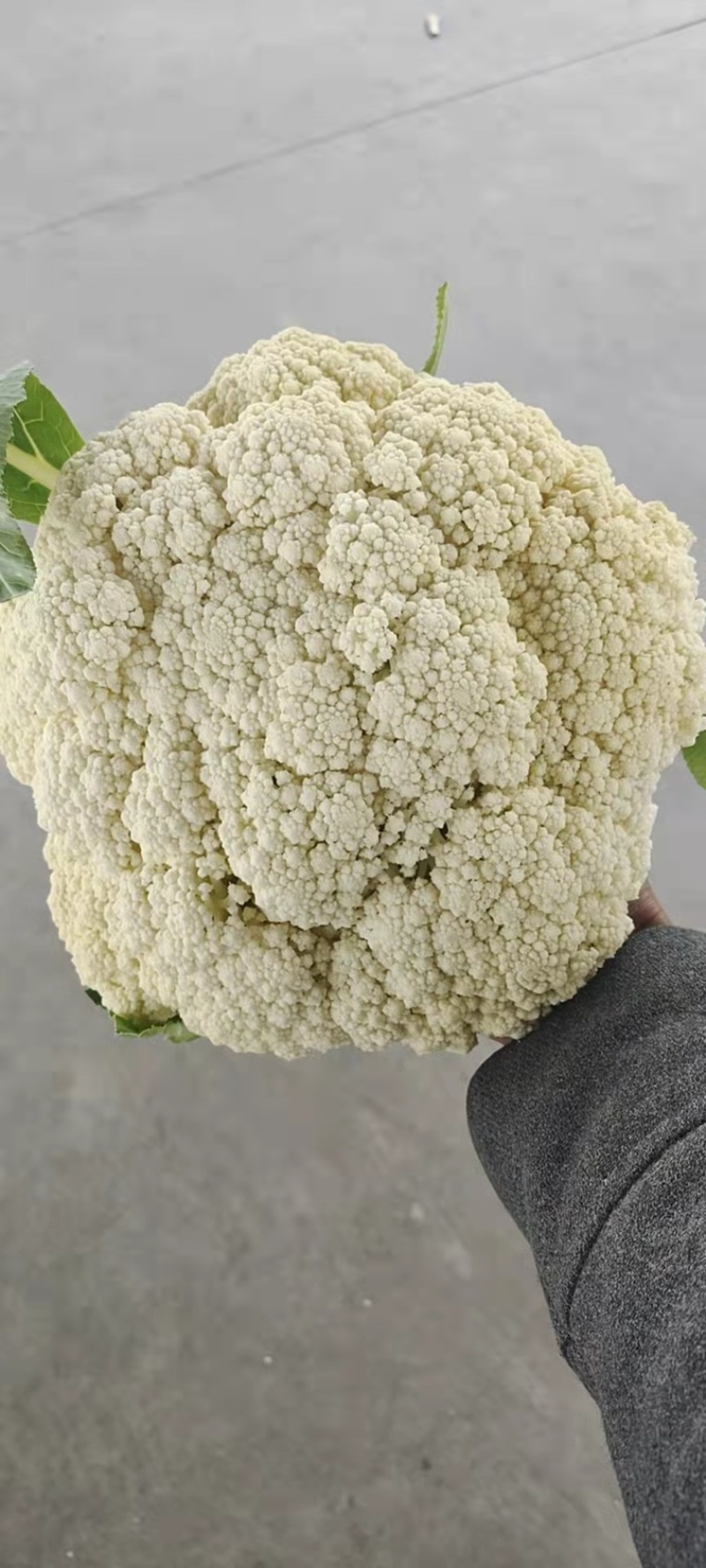 80天精品花菜