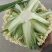80天精品花菜