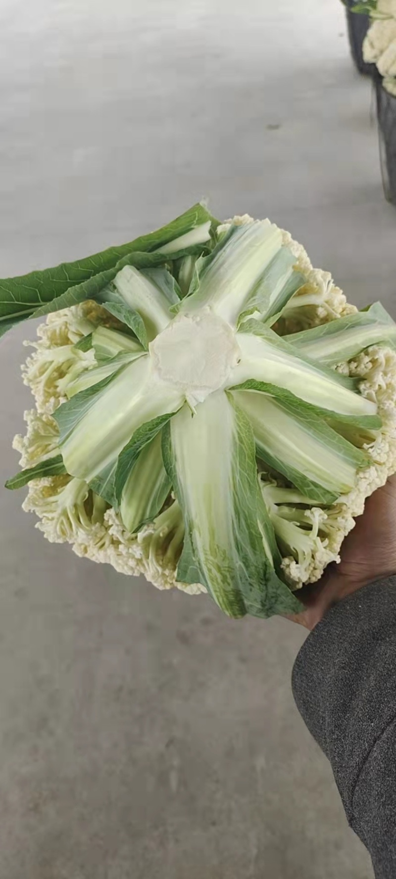 80天精品花菜