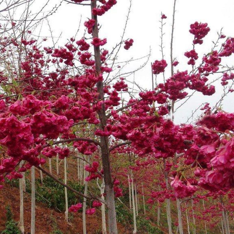 樱花苗