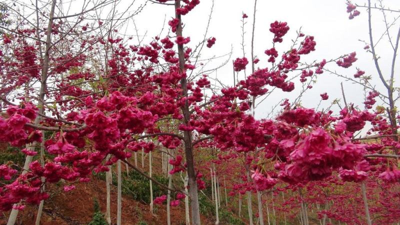 樱花苗