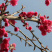 樱花苗