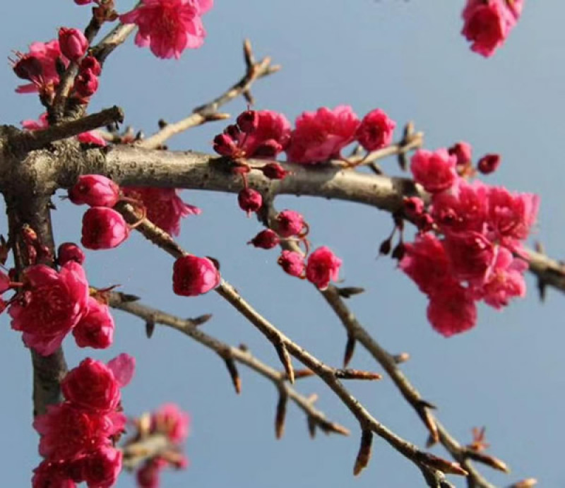樱花苗