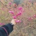 樱花苗
