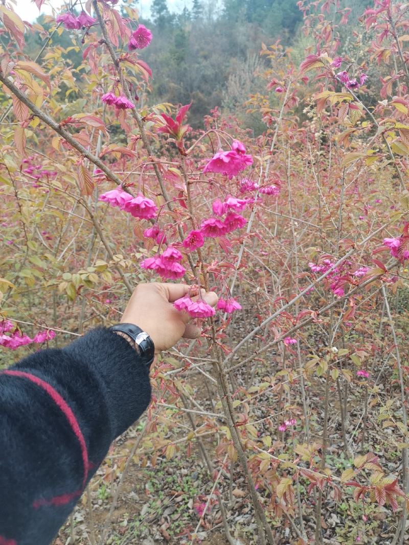 樱花苗