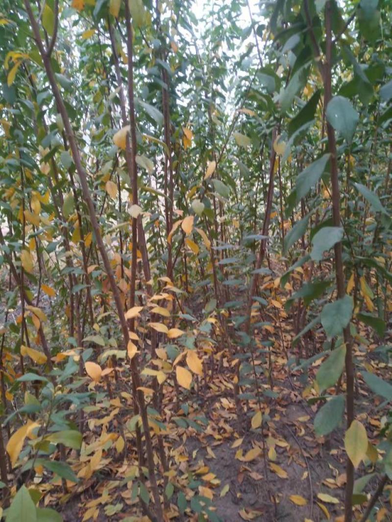 红布林，雪花李，大红李，李子苗