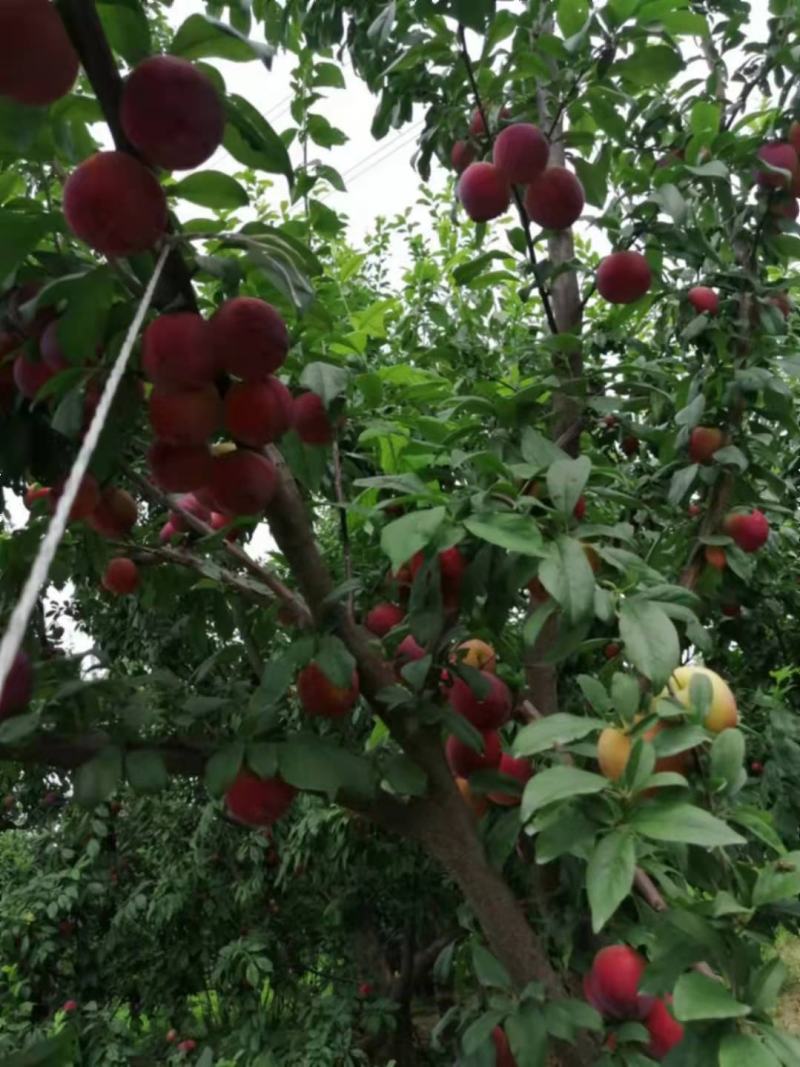 红布林，雪花李，大红李，李子苗