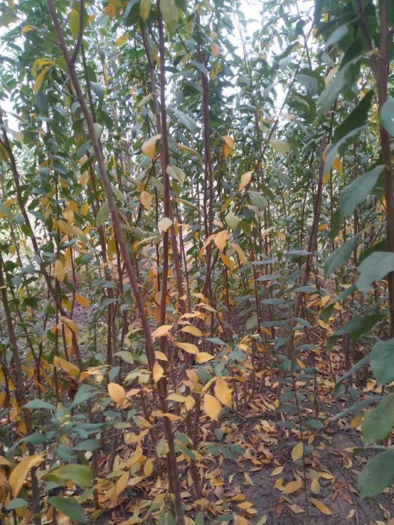 红布林，雪花李，大红李，李子苗