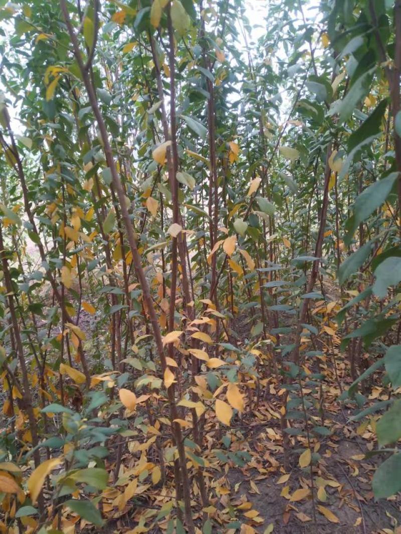 红布林，雪花李，大红李，李子苗