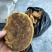 桑黄