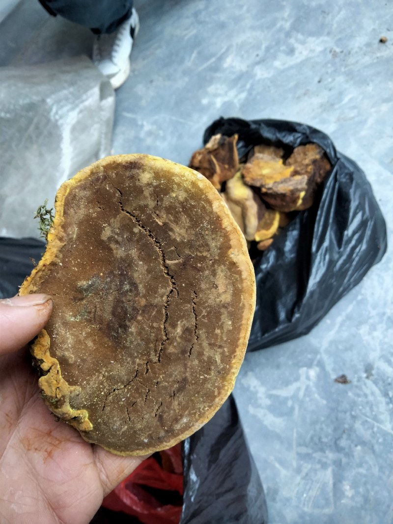 桑黄