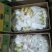 精品特价精品优质香蕉，无花皮无硬心无黑心香糯甜