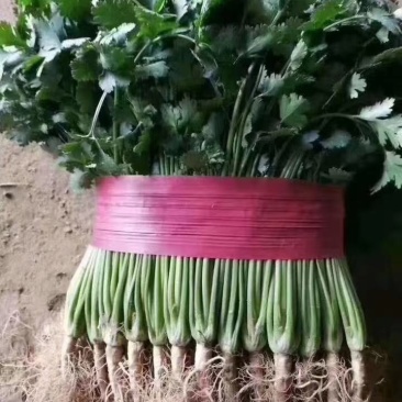 香菜