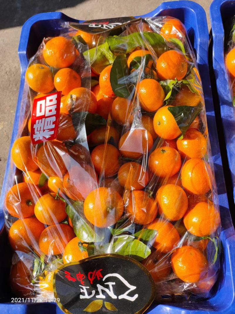 沙糖桔口感好无渣保质保量长期发市场超市电商