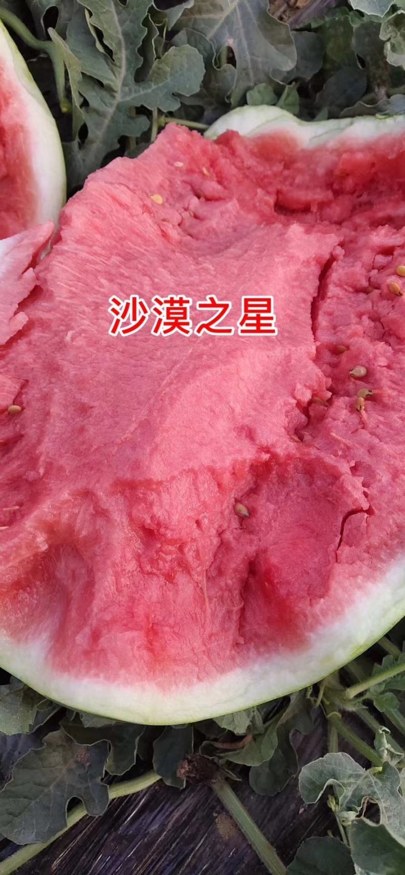 【耐重茬】椭圆大果绿花皮大西瓜种子抗病沙漠之星西瓜种籽