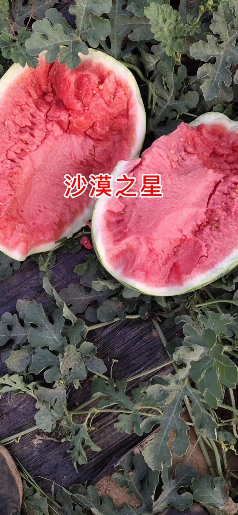 【耐重茬】椭圆大果绿花皮大西瓜种子抗病沙漠之星西瓜种籽