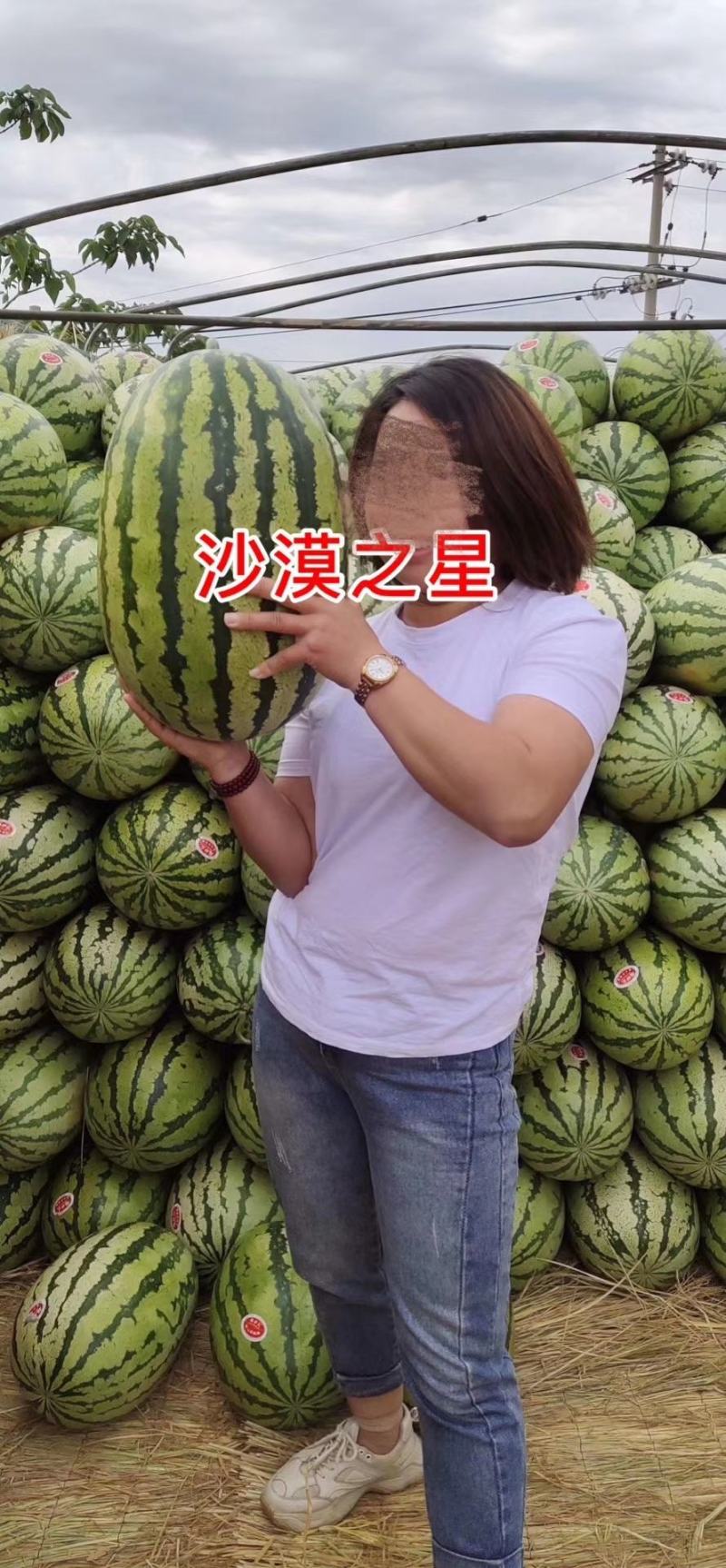 【耐重茬】椭圆大果绿花皮大西瓜种子抗病沙漠之星西瓜种籽