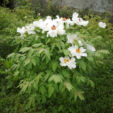 8年油牡丹苗