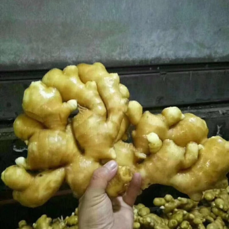 大黄姜小黄姜大量供应全国发货质量保证，坏烂包赔