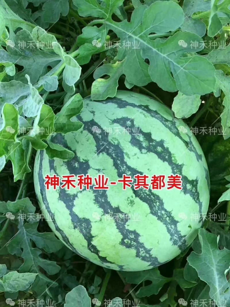 卡其美都西瓜种子超甜易坐果中早熟瓤色艳红不空心酥脆
