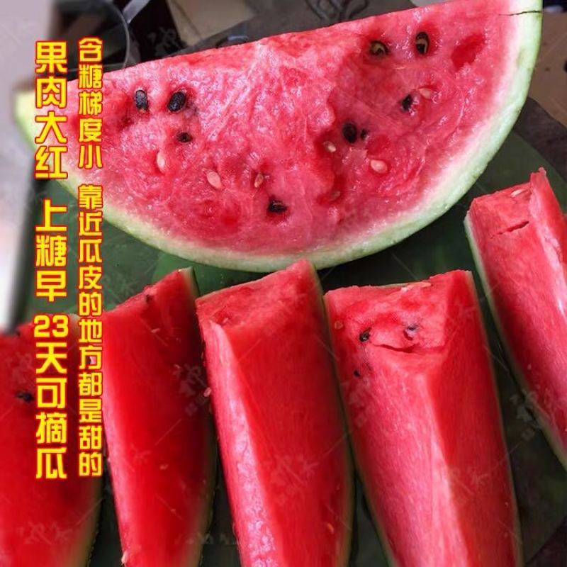 卡其美都西瓜种子超甜易坐果中早熟瓤色艳红不空心酥脆