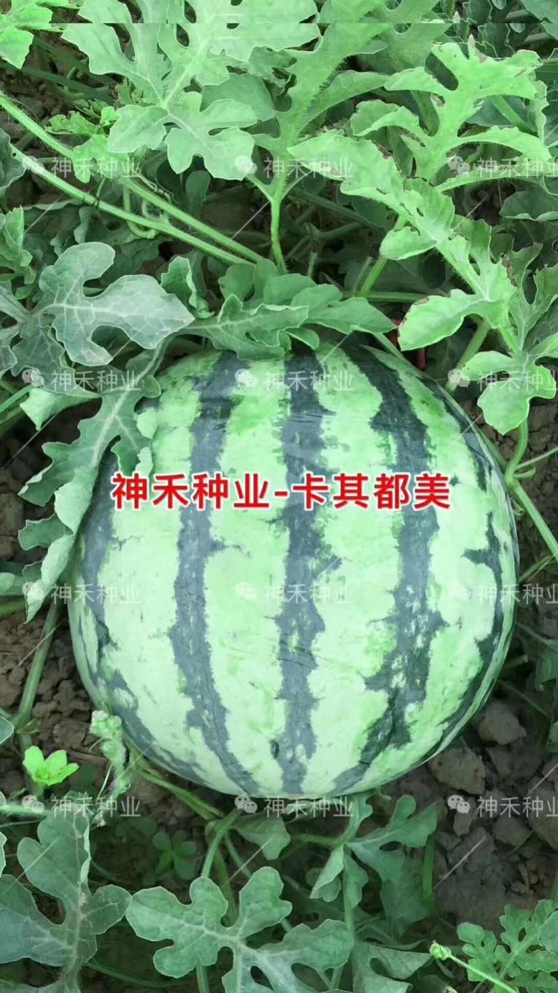卡其美都西瓜种子超甜易坐果中早熟瓤色艳红不空心酥脆