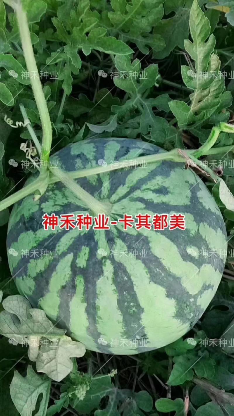 卡其美都西瓜种子超甜易坐果中早熟瓤色艳红不空心酥脆