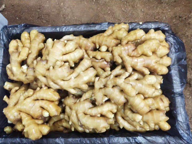大黄姜小黄姜大量供应全国发货质量保证，坏烂包赔
