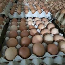 新出来的毛蛋，每天能出五十箱左右，可以全国发货。