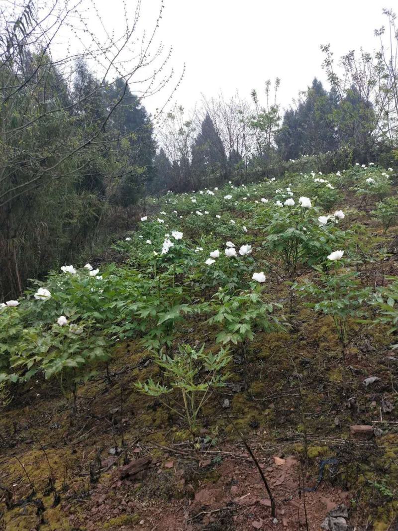 8年油牡丹苗