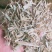 优质谷草，牛羊好牧草，干净无杂，常年有货，保质保量保吨位
