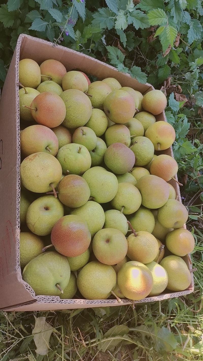 鞍山特产精品南果梨