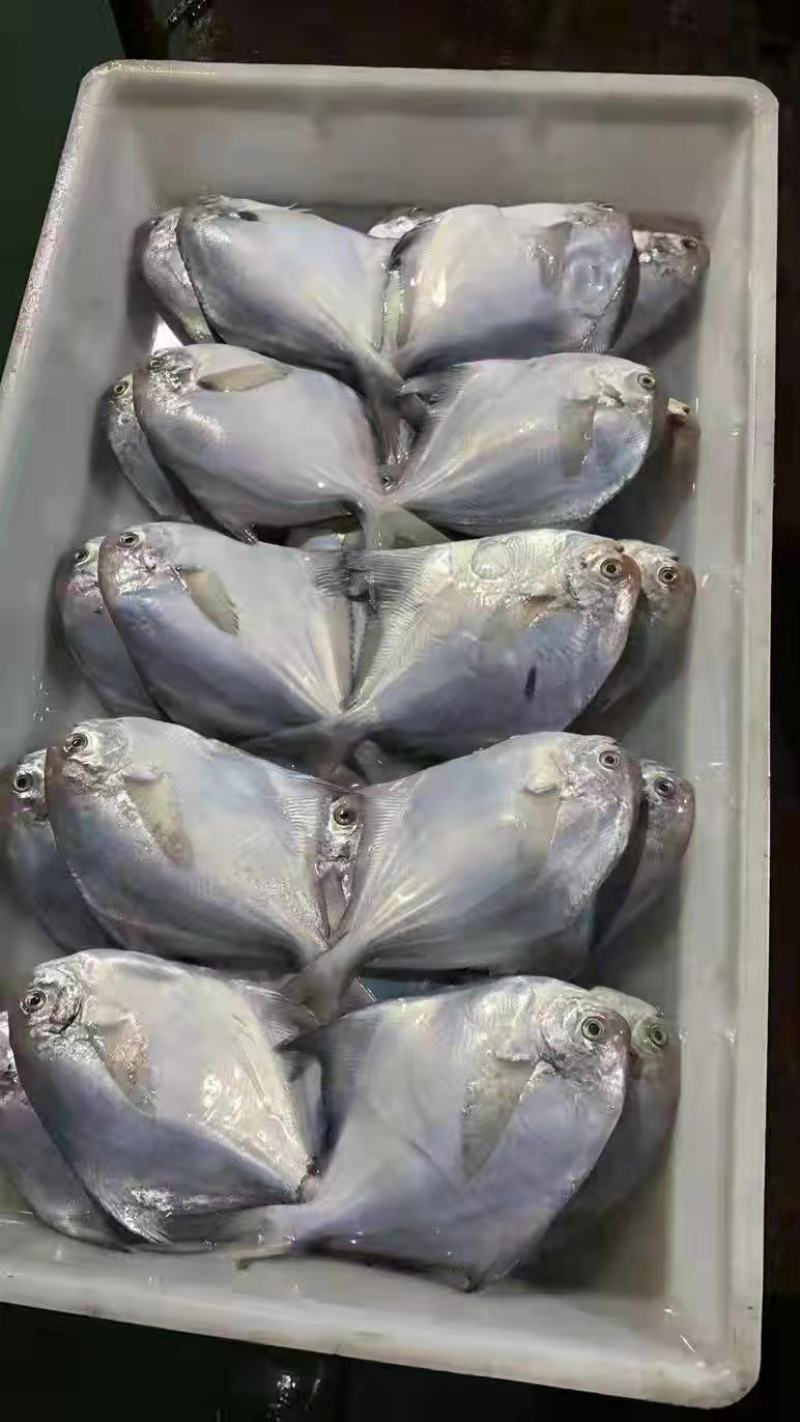 鲳鱼东海鲳鱼白鲳小包装和板冻都有