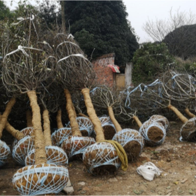 垂丝海棠，米径12