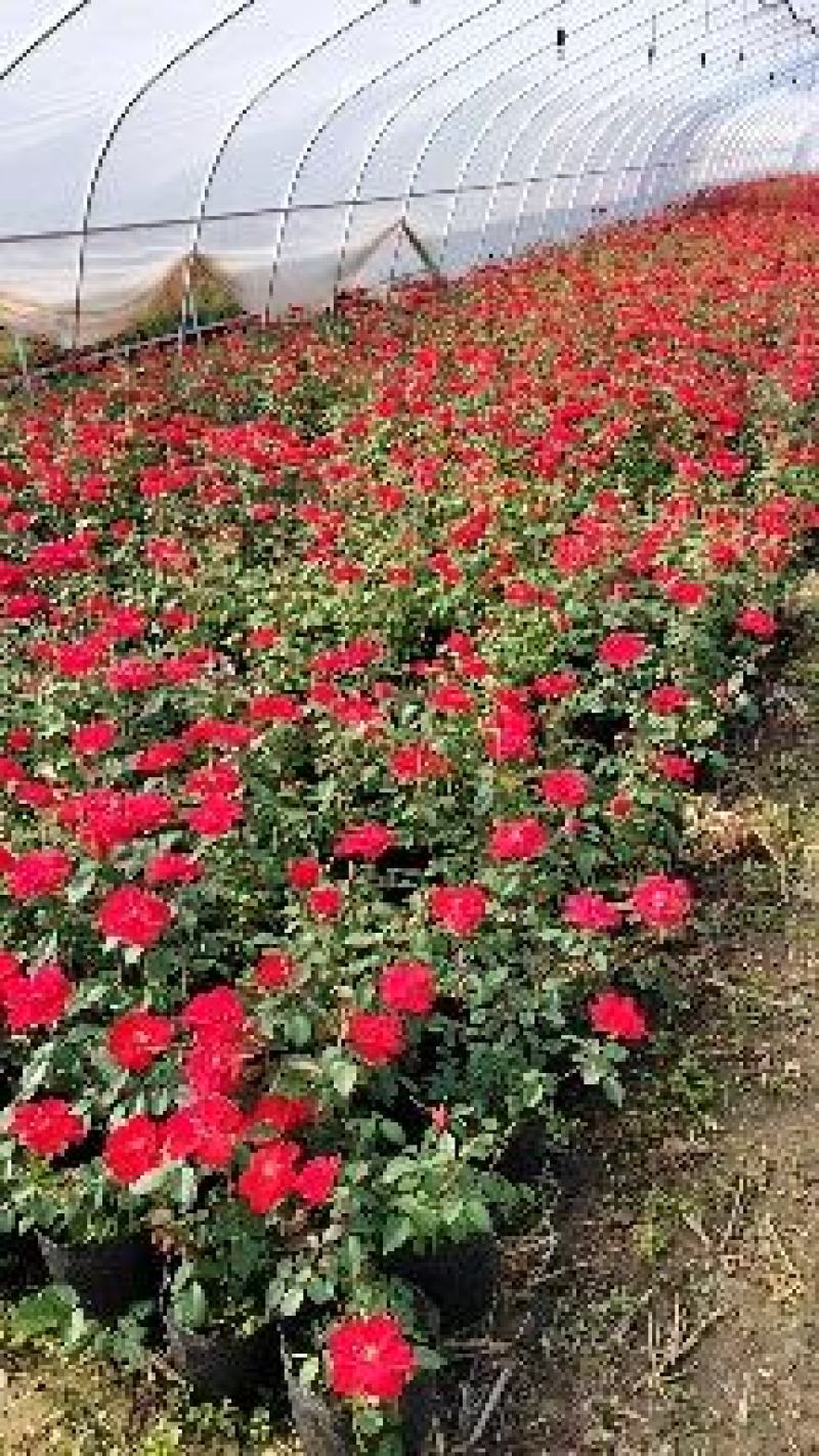 江苏省宿迁市沐阳县凤里绿化苗木基地无中间商直发