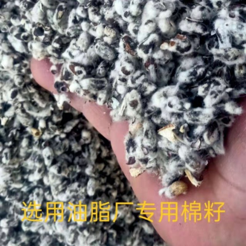 新疆棉籽