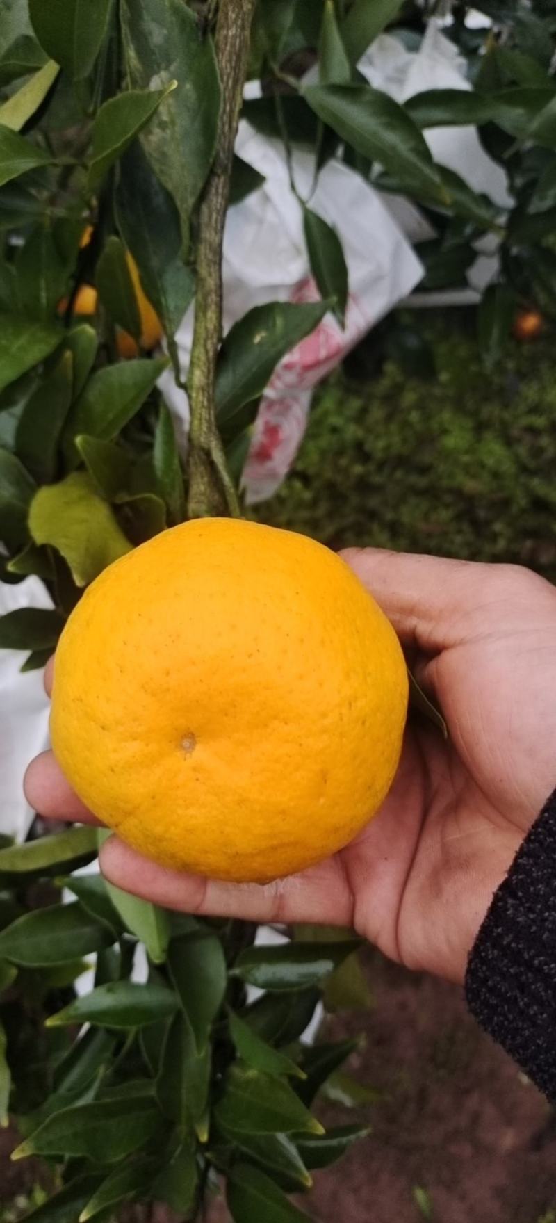 精品春见柑桔，纯甜化渣，大量上市，欢迎骚扰
