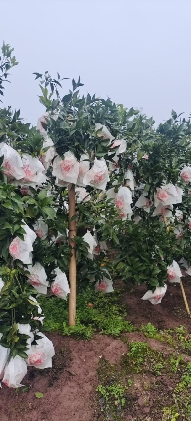 精品春见柑桔，纯甜化渣，大量上市，欢迎骚扰