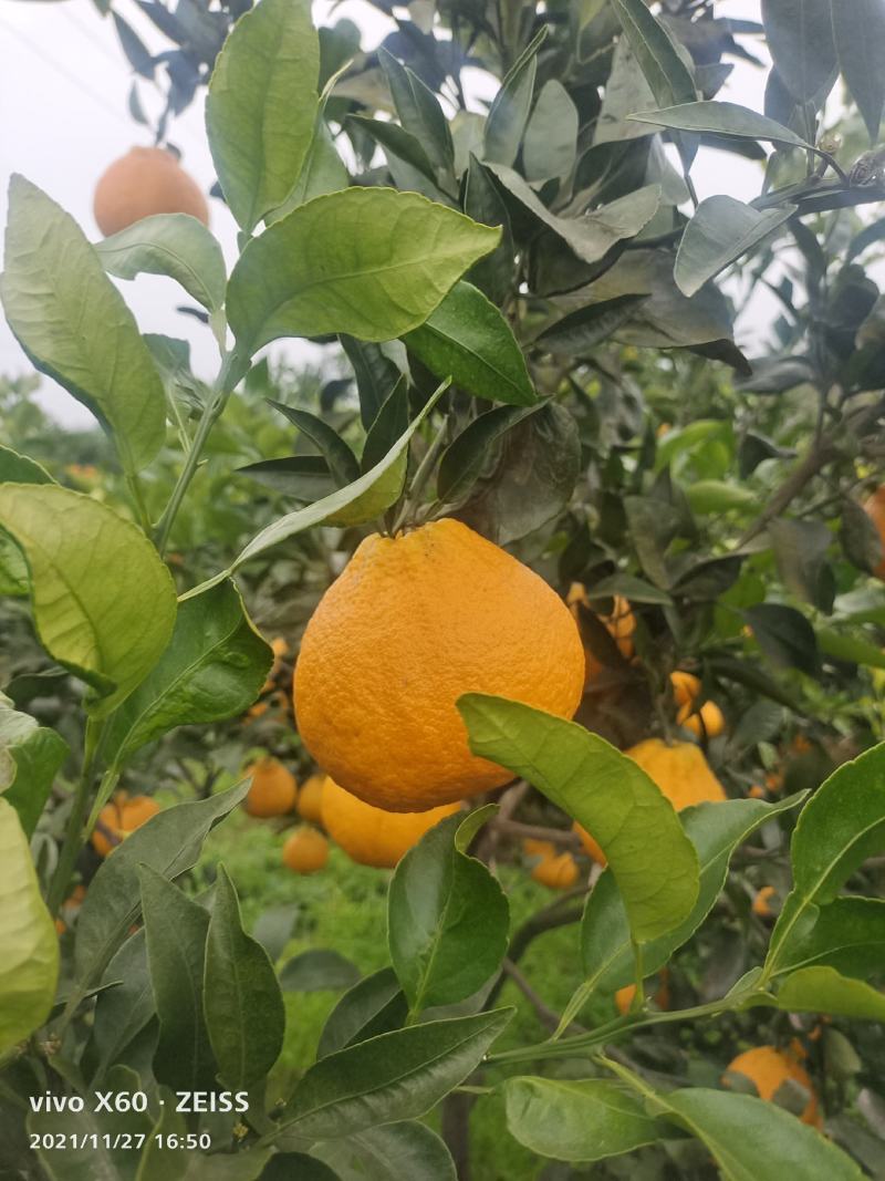 精品春见柑桔，纯甜化渣，大量上市，欢迎骚扰