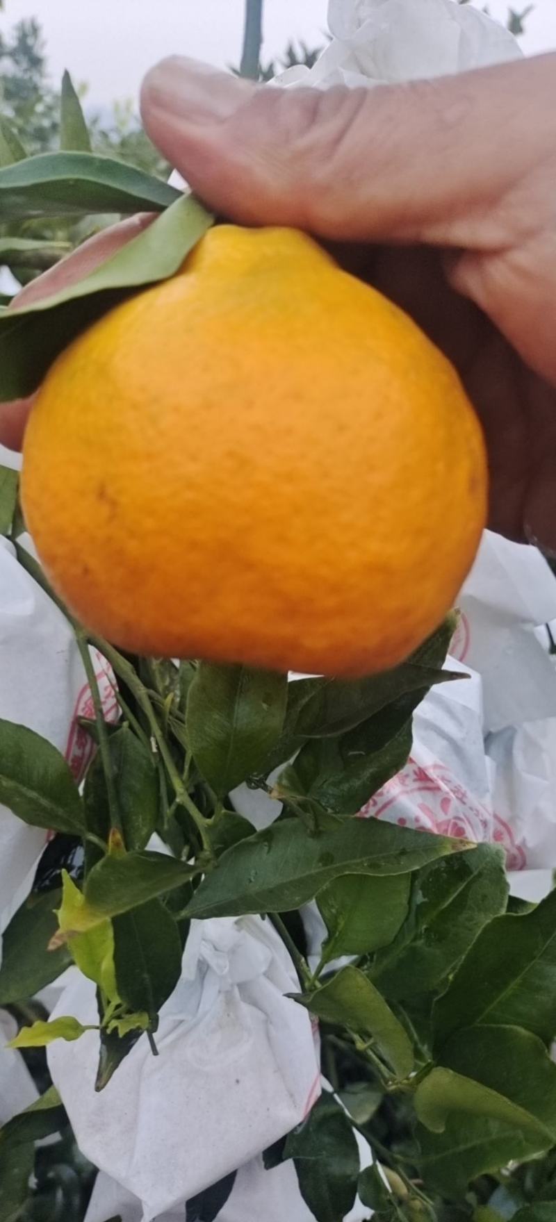 精品春见柑桔，纯甜化渣，大量上市，欢迎骚扰