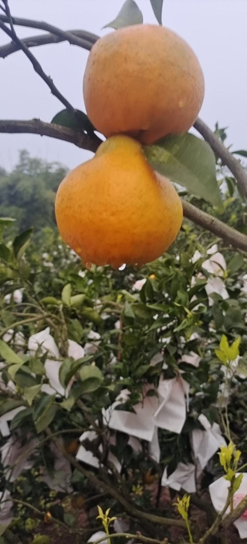 精品春见柑桔，纯甜化渣，大量上市，欢迎骚扰