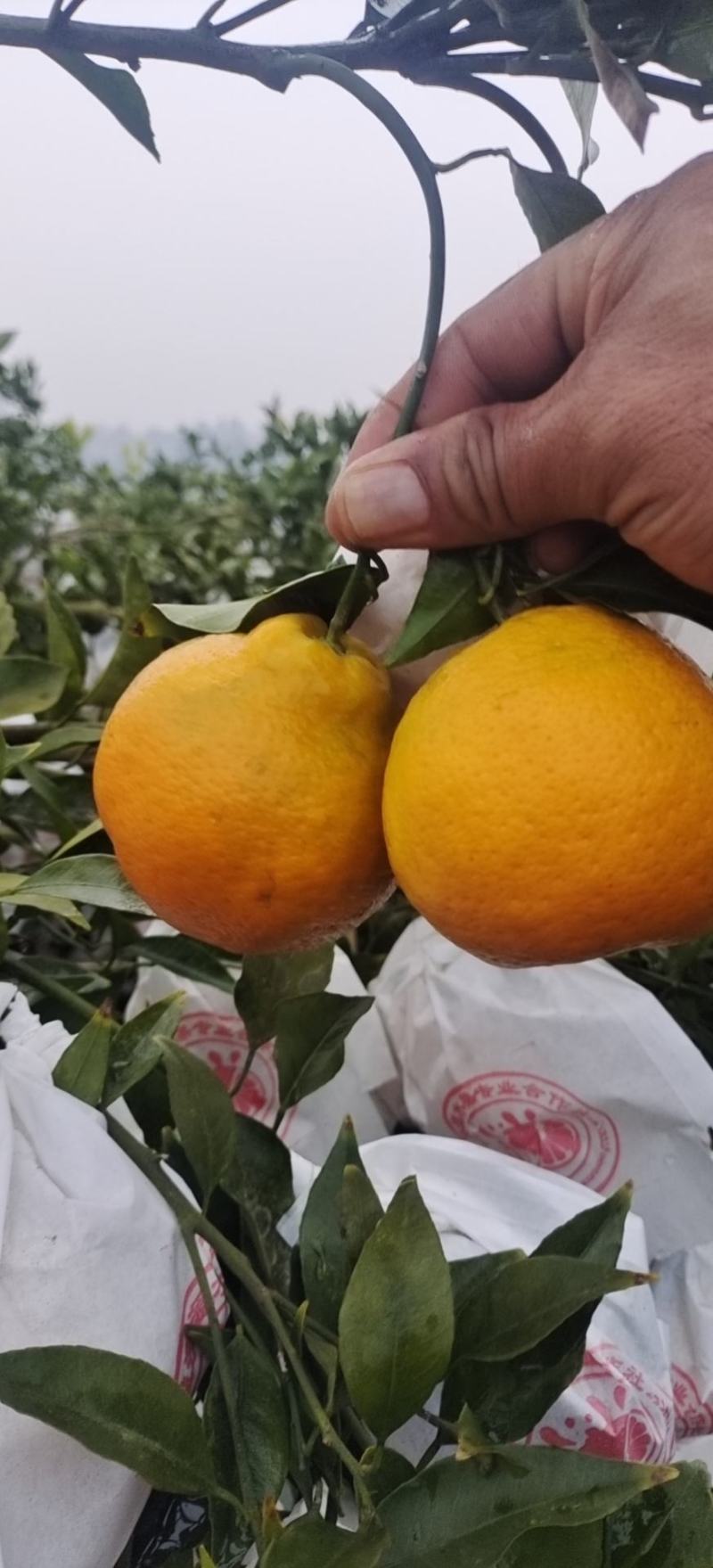 精品春见柑桔，纯甜化渣，大量上市，欢迎骚扰