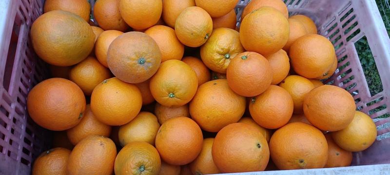 佛罗斯特脐橙新鲜水果看货订货采摘诚信经营