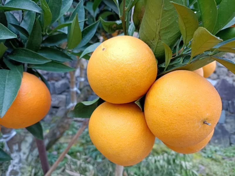 佛罗斯特脐橙新鲜水果看货订货采摘诚信经营