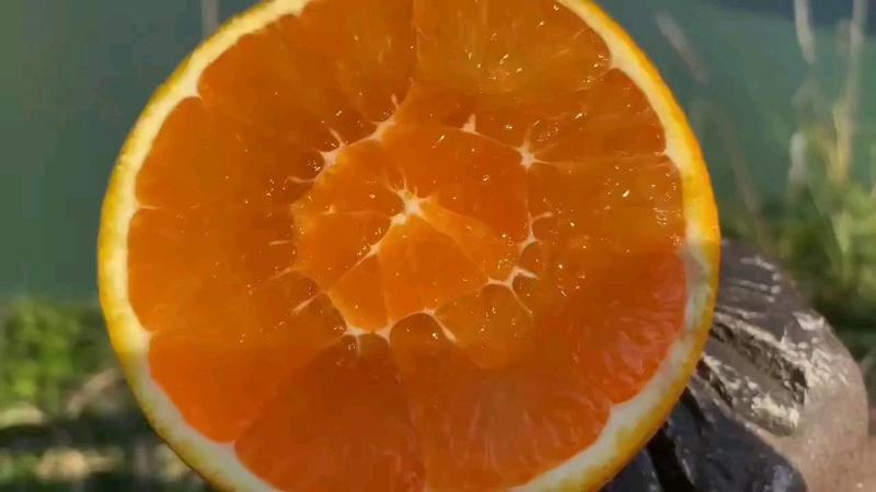 社团电商长虹纽荷尔九月红果冻橙对接超市社团供应链