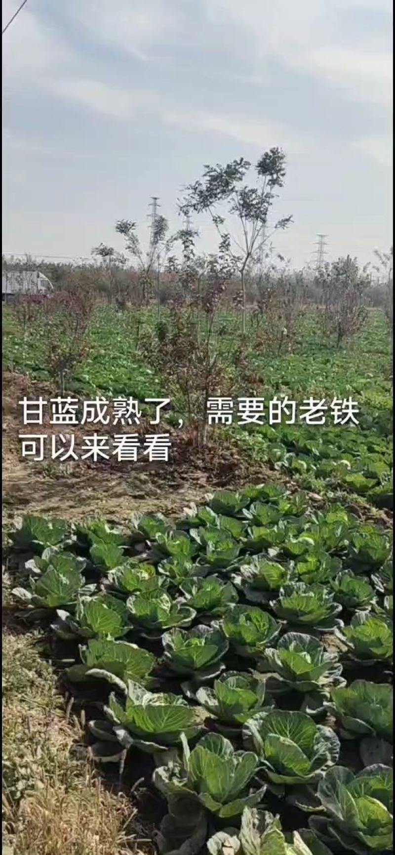 绿甘蓝，中甘21，颜色鲜绿