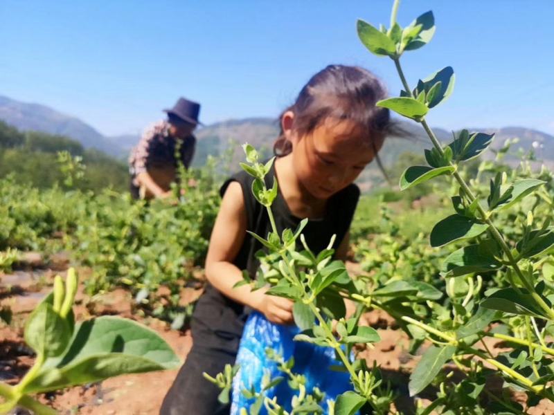 专业种植加工销售金银花10多余年，友谊第一，生意第二