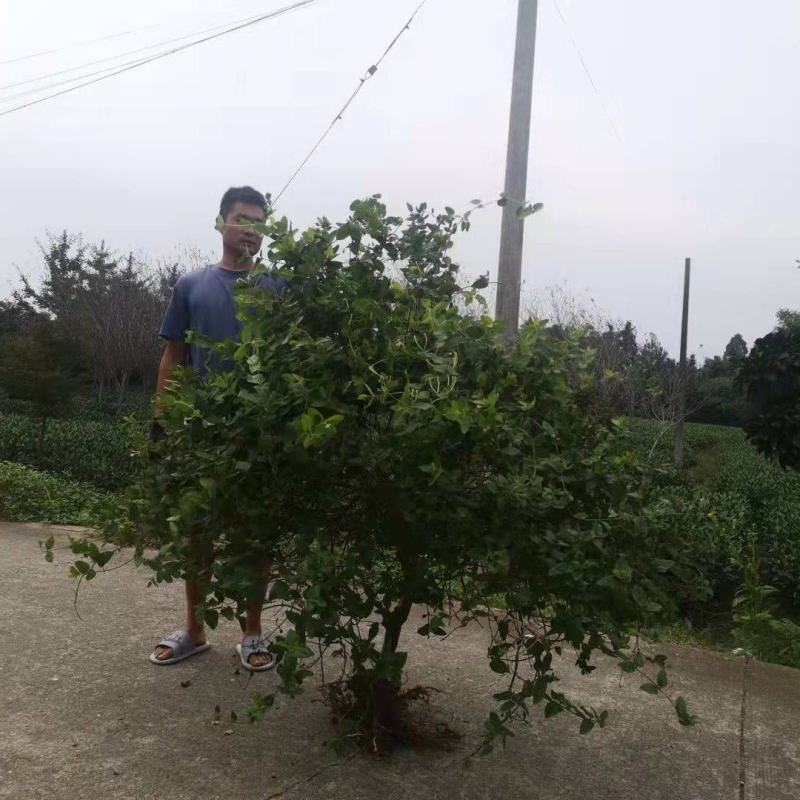 专业种植加工销售金银花10多余年，友谊第一，生意第二