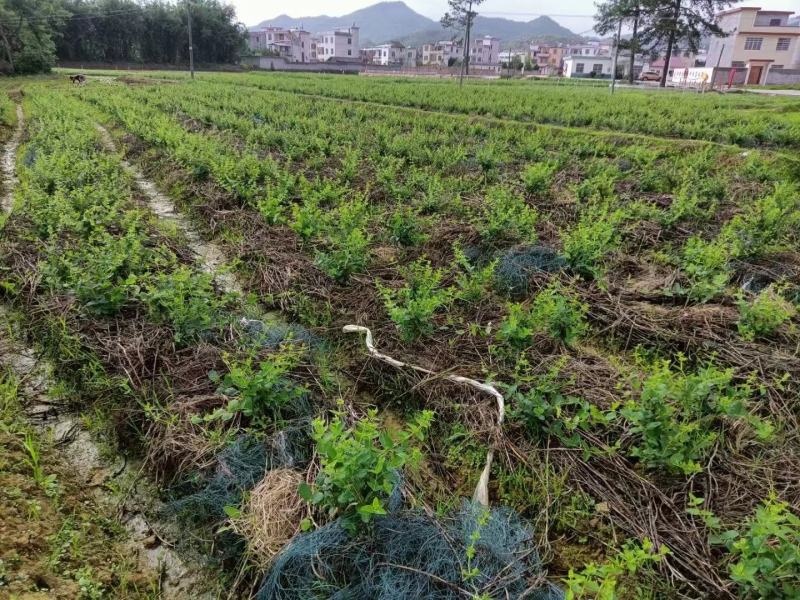 专业种植加工销售金银花10多余年，友谊第一，生意第二