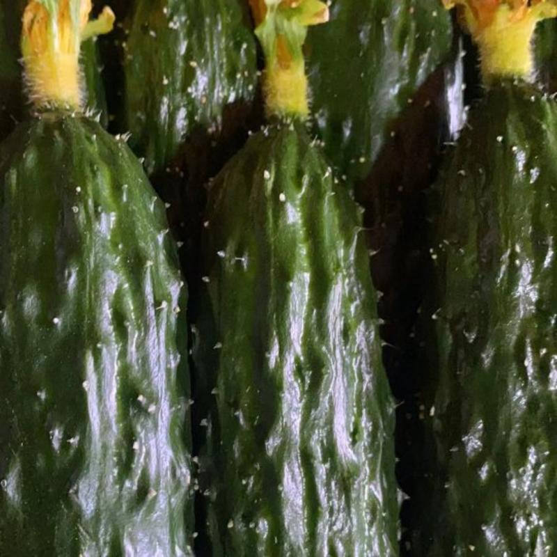 密刺黄瓜，顶花带刺，条直，25公分以上，有需要的可以联系